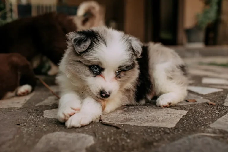 Nejhorší 4 psí plemena podle expertů. Border Kolie, husky a&nbsp;další. Češi si je berou domů a&nbsp;nezvládají. Končí v&nbsp;útulku