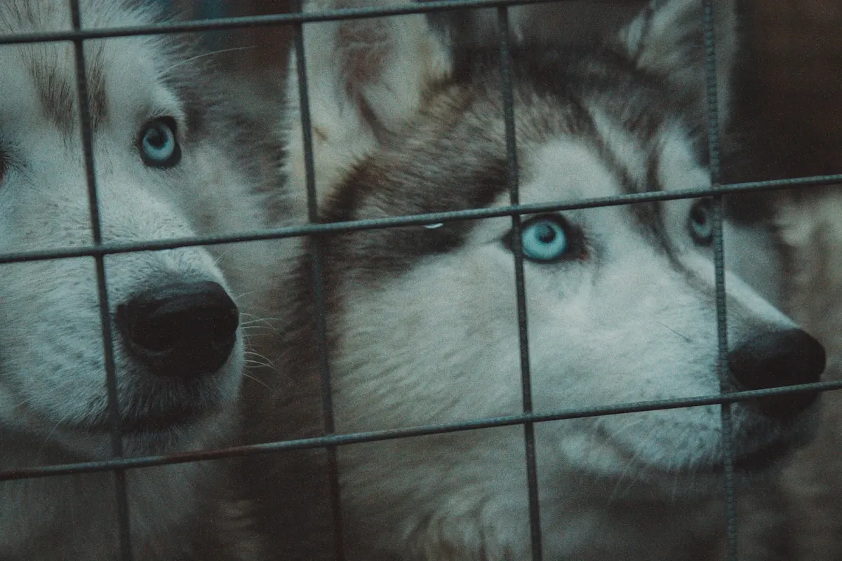 Sibiřský husky za mřížemi kotce