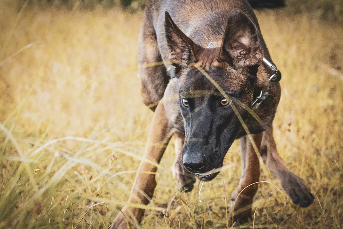 Belgický ovčák malinois