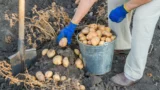 Proč brambory nevydrží ani do Vánoc? Kvetení o&nbsp;zralosti nerozhoduje, pravý čas prozradí zkouška palcem