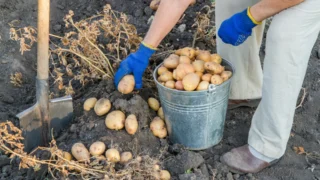 Proč brambory nevydrží ani do Vánoc? Kvetení o&nbsp;zralosti nerozhoduje, pravý čas prozradí zkouška palcem