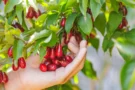 Zapomenutá superpotravina našich babiček: Má víc vitaminu C než citron, dřín však ze zahrad skoro zmizel