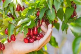 Zapomenutá superpotravina našich babiček: Má víc vitaminu C než citron, dřín však ze zahrad skoro zmizel