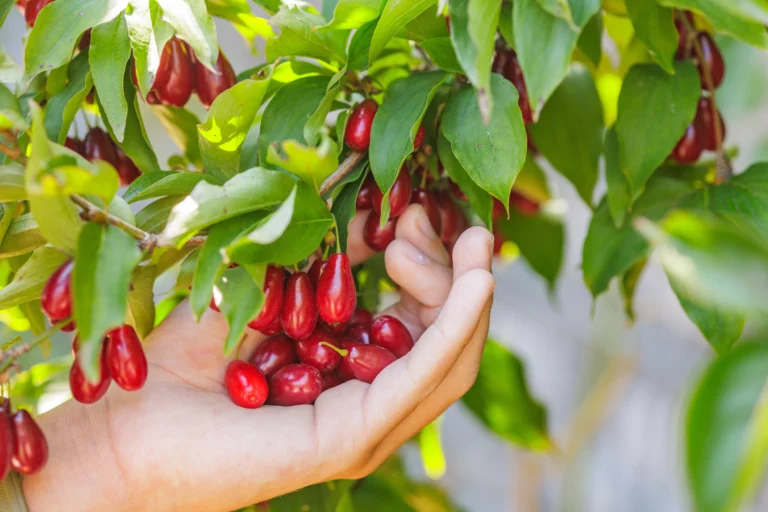 Zapomenutá superpotravina našich babiček: Má víc vitaminu C než citron, dřín však ze zahrad skoro zmizel
