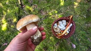 V&nbsp;českých lesích teď roste houba za 30&nbsp;000&nbsp;Kč&nbsp;za kilo: Matsutake je v&nbsp;Japonsku luxusní pochoutkou
