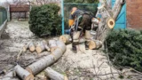 Pokuta za kácení stromu na vlastní zahradě (2026): Sankce je až 100&nbsp;000&nbsp;Kč, rozhoduje obvod kmene