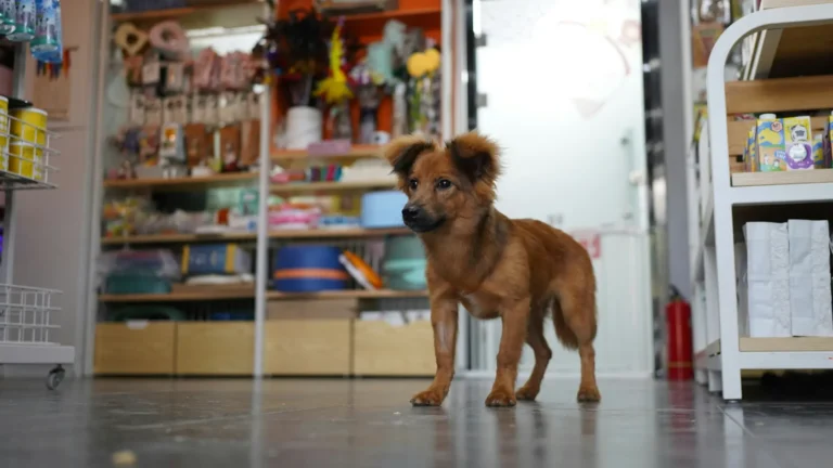 PetCenter zavírá část prodejen a&nbsp;vyprodává zásoby se slevou až 60&nbsp;%. Nový majitel se chce vyhnout krachu